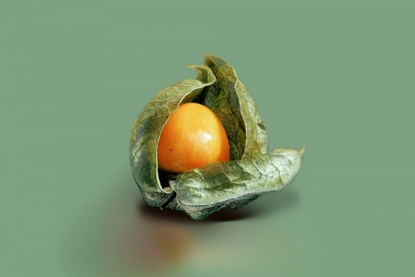 Ampuh Kontrol Gula Darah, Ini 13 Fakta Gooseberry si Buah Ciplukan