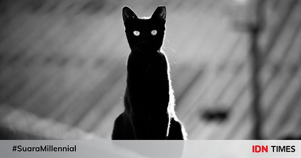 Kucing 101: Bisakah Kucing Melihat Hantu? Kenali Tandanya di Sini!