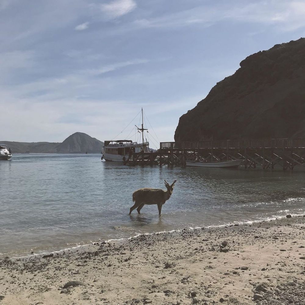 Wisata Pulau Padar: Informasi Lokasi, Rute, Harga, dan Tipsnya 