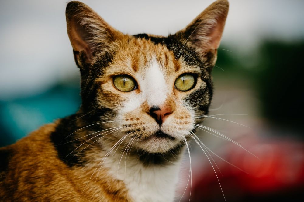 Kucing 101: Bisakah Kucing Melihat Hantu? Kenali Tandanya di Sini!