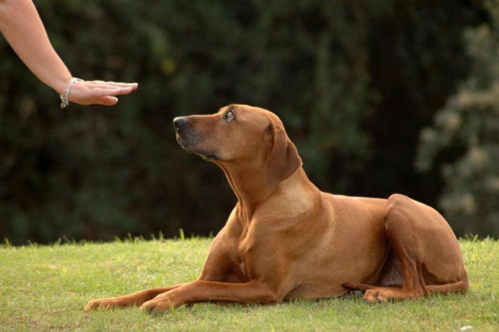 7 Cara Mudah Melatih Anjing yang Bisa Kamu Lakukan di Rumah