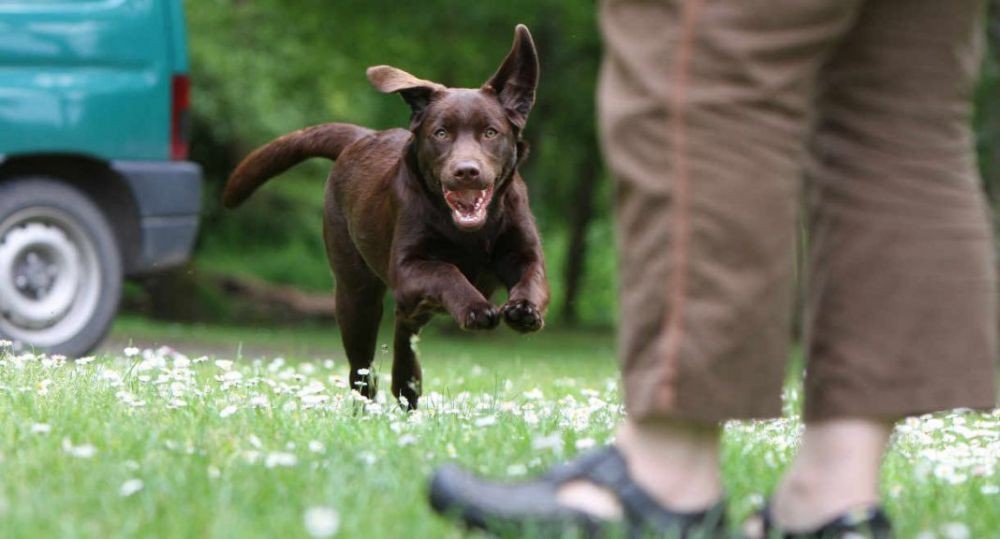 7 Cara Mudah Melatih Anjing yang Bisa Kamu Lakukan di Rumah