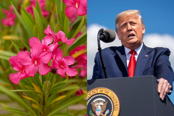 Tanaman Beracun Oleander Dijadikan Obat COVID-19? Ini Faktanya!