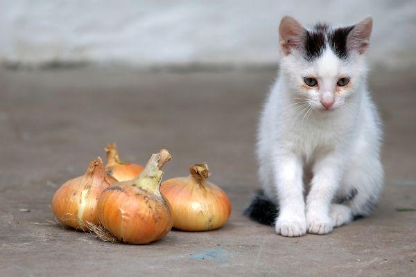 13 Makanan Yang Berbahaya Untuk Kucing Jangan Kasih Ini Ke Si Pus