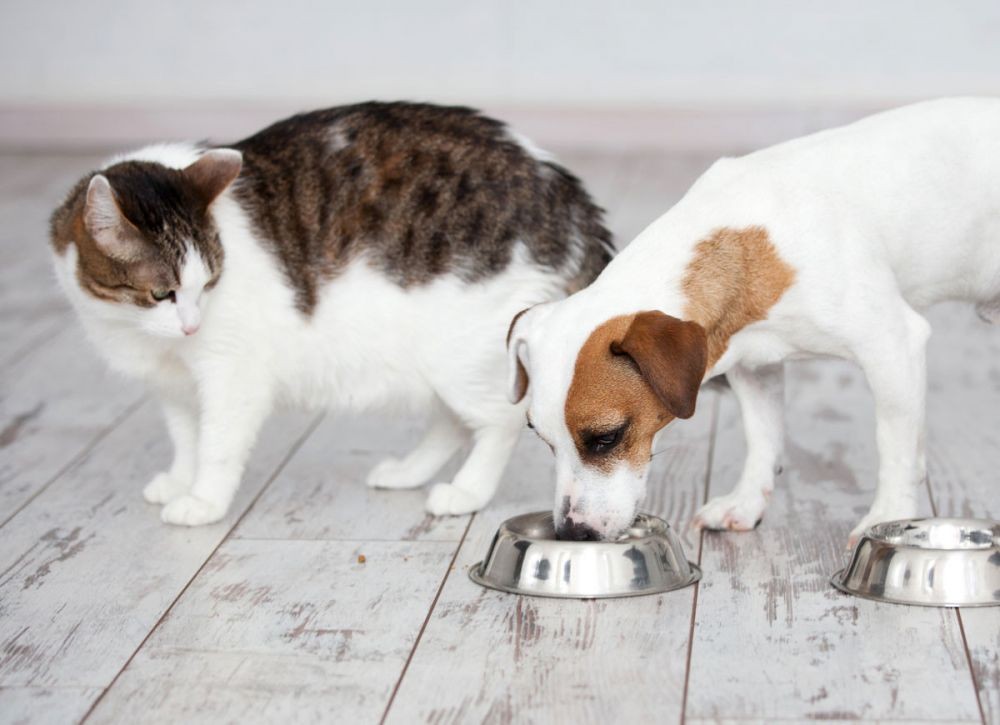 13 Makanan yang Berbahaya untuk Kucing, Jangan Kasih Ini ke Si 'Pus'!