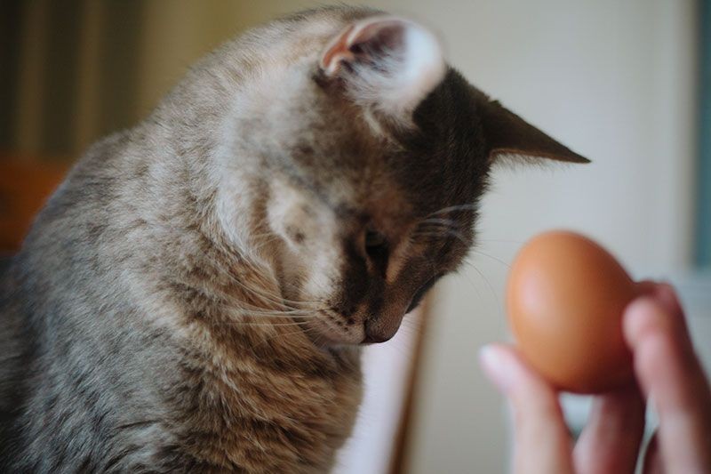 13 Makanan yang Berbahaya untuk Kucing, Jangan Kasih Ini ke Si 'Pus'!