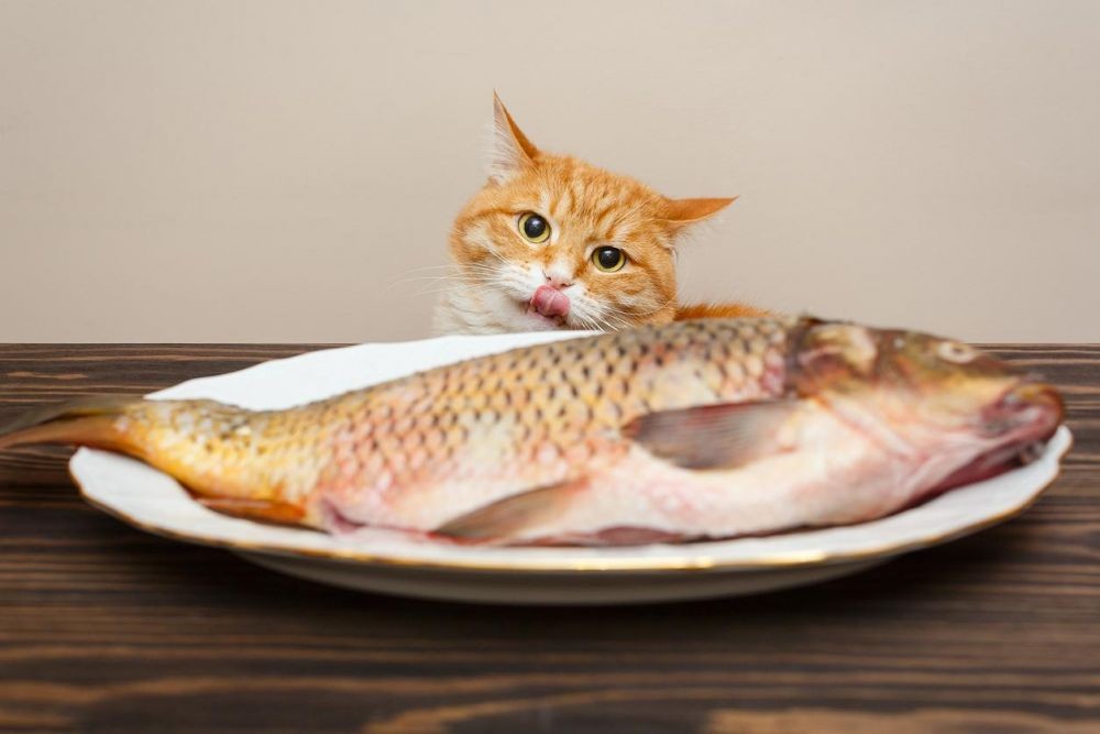 13 Makanan yang Berbahaya untuk Kucing, Jangan Kasih Ini ke Si u0027Pusu0027!