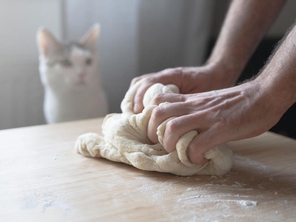 13 Makanan yang Berbahaya untuk Kucing, Jangan Kasih Ini ke Si 'Pus'!