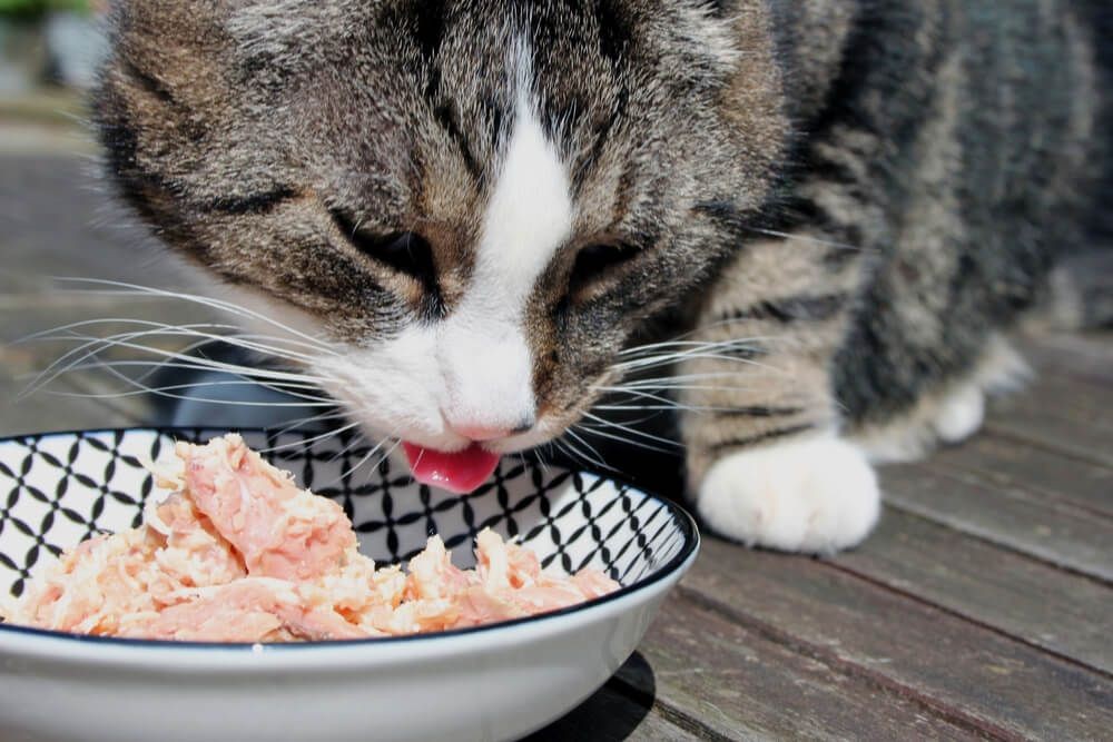 13 Makanan yang Berbahaya untuk Kucing, Jangan Kasih Ini ke Si 'Pus'!