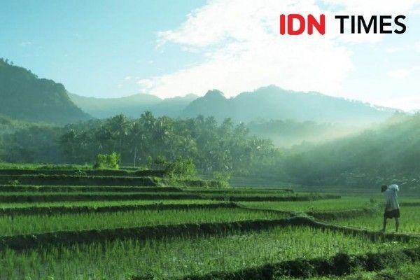 Jokowi Bakal Perluas Lumbung Pangan Nasional hingga ke Papua