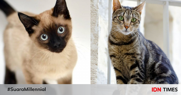 Kucing Ras vs Kucing Kampung, Mana yang Lebih Unggul? Ini Faktanya