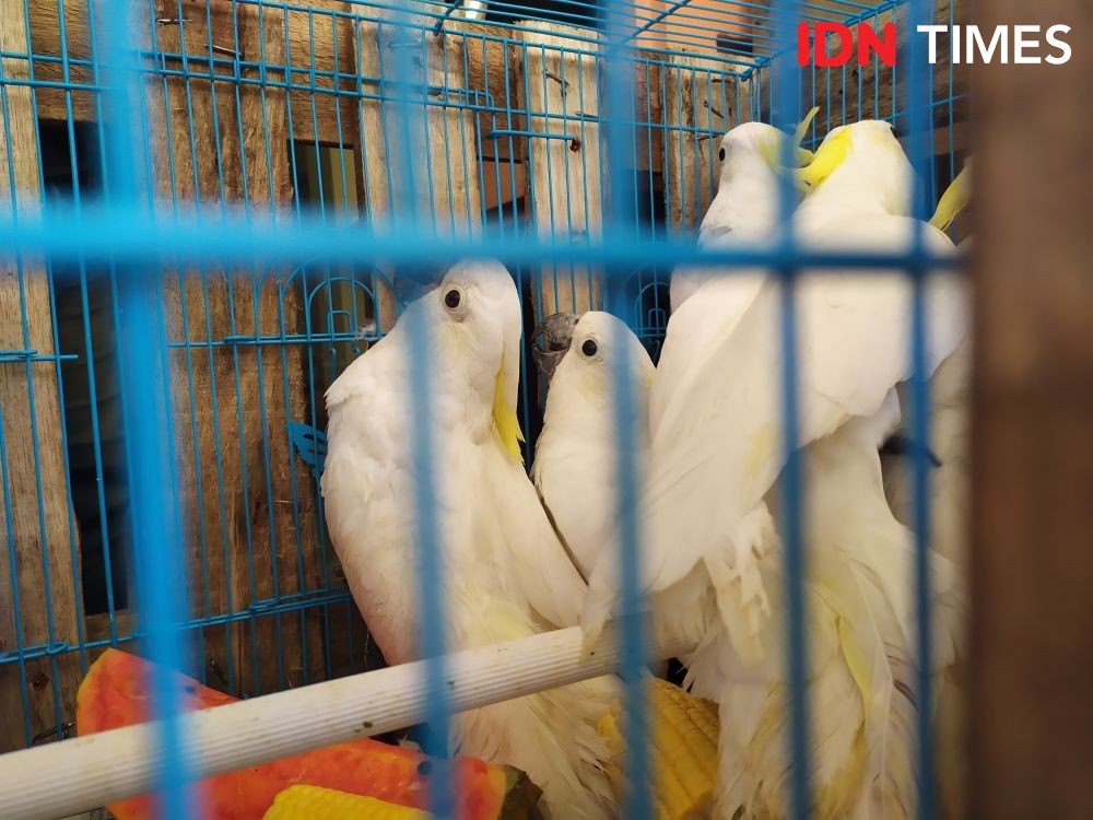 Tepergok Dipelihara Warga, 47 Kakatua Jambul Kuning Dikembalikan ke NTT