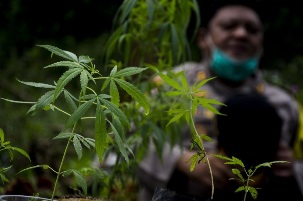 1,8 Kilogram Ganja dari Sumatera Nyaris Beredar di Bima