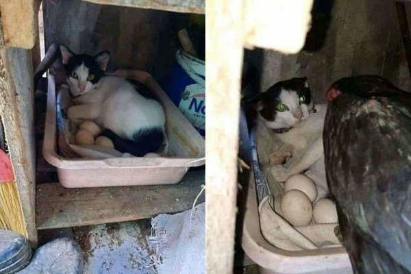 Gemes Deh! 10 Potret Kelakuan Kucing Ini Bikin Kamu Ketawa Terus