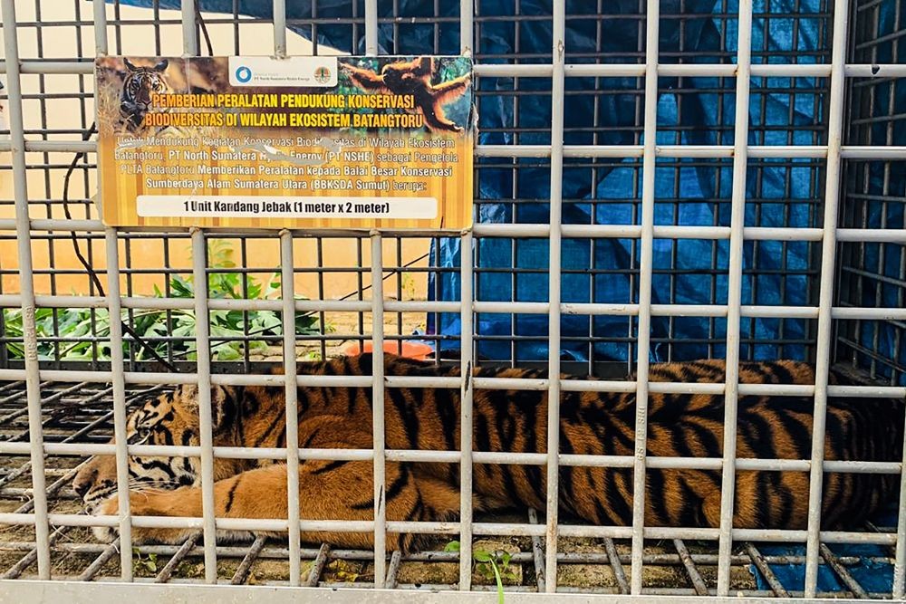 3 Harimau Sumatra Mati Terjerat, Gakkum Siap Bantu Penyelidikan