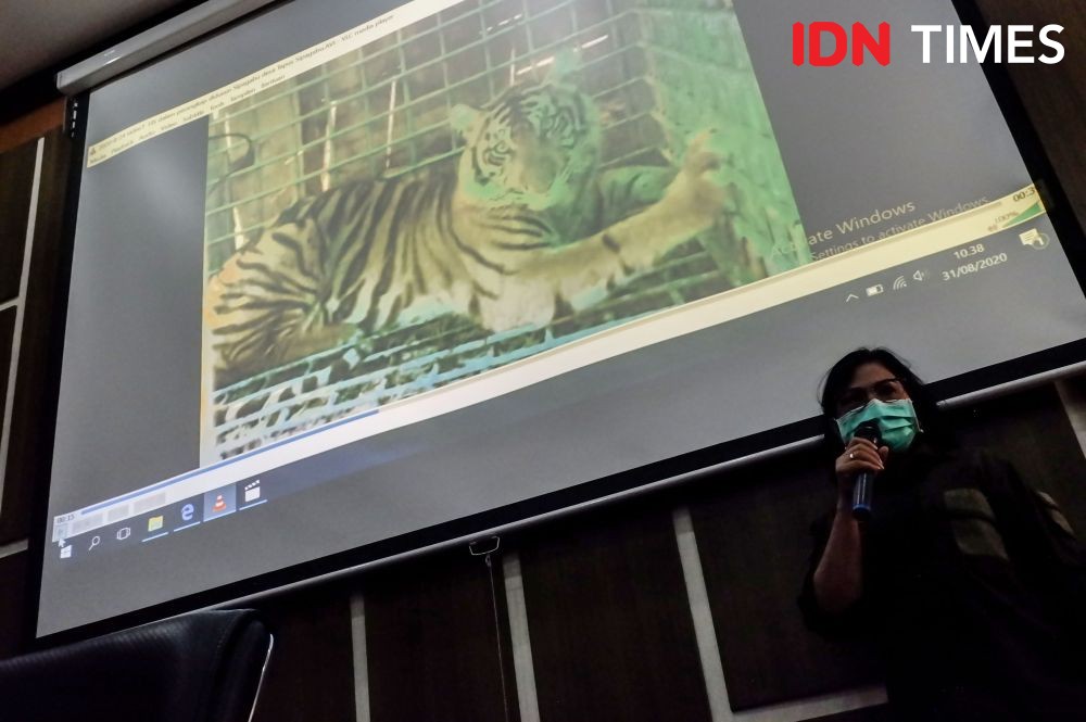 Harimau di Tapsel Muncul Dekat Lokasi Sinyal untuk Belajar Daring Anak