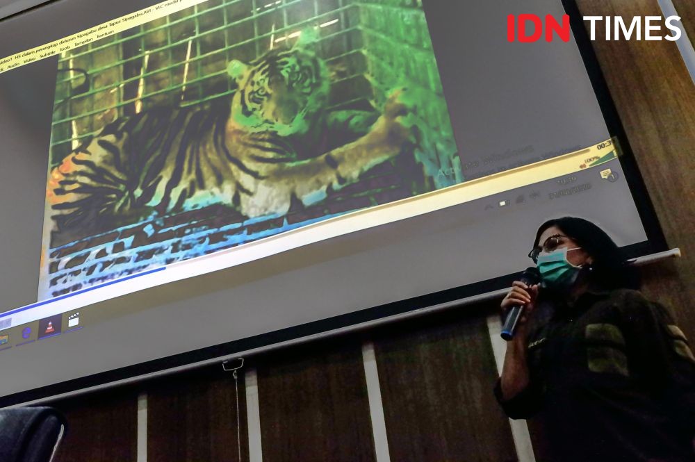Tambang Martabe Dukung Pelepasliaran Harimau Sumatera ke Hutan TNGL