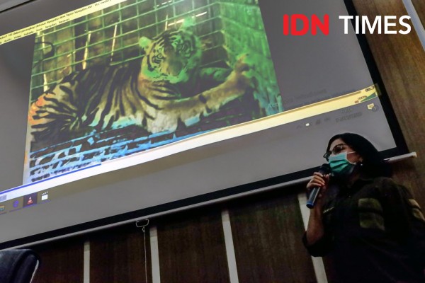 Harimau yang Dievakuasi Dekat Pemukiman di Tapsel Malnutrisi, Kenapa?
