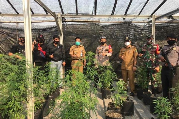 Ilegal, Ini 5 Fakta Ganja sebagai Tanaman Penyembuh