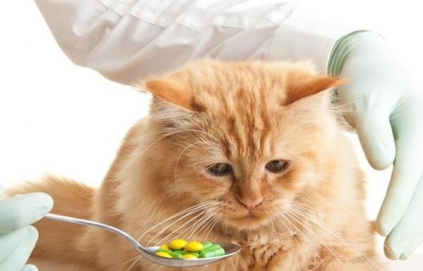 7 Benda Di Rumahmu Ini Beracun Untuk Kucing Singkirkan