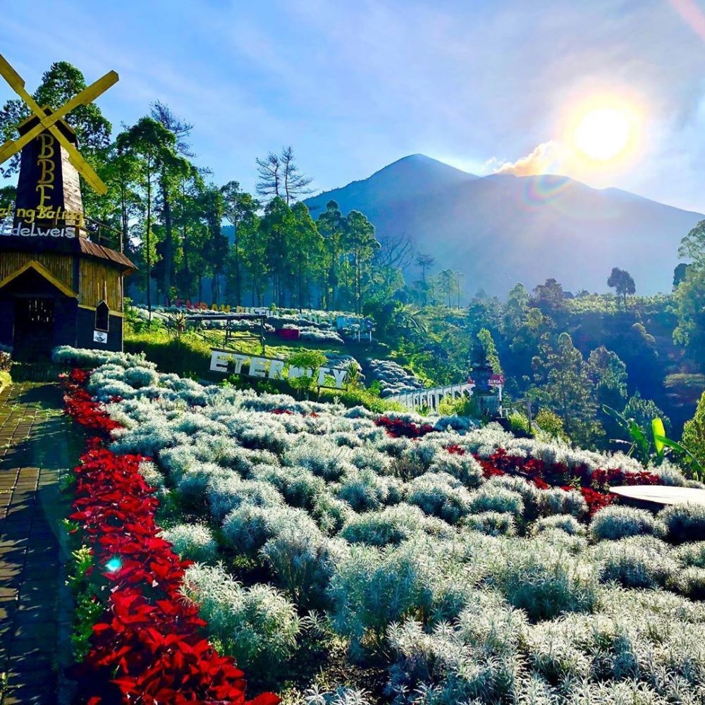10 Tempat Dengan Hamparan Bunga Edelweiss Terindah