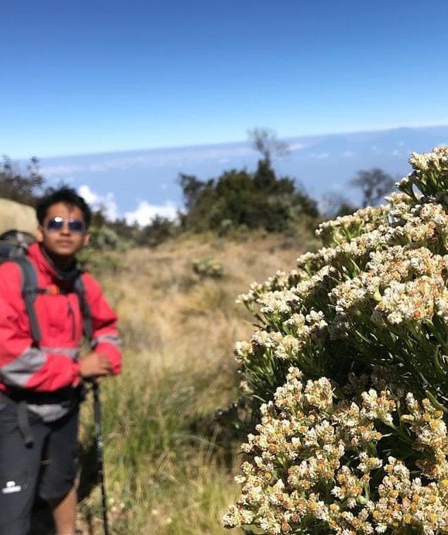 10 Tempat Dengan Hamparan Bunga Edelweiss Terindah