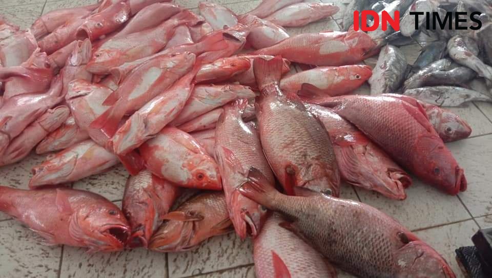 Nelayan Pangandaran Panen Ikan Ditengah Ancaman Cuaca Buruk  