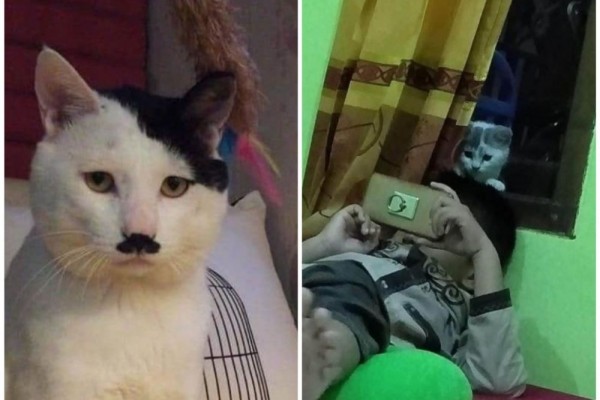 Kocak Banget, 10 Potret Kelakuan Kucing Pas Lagi Gabut