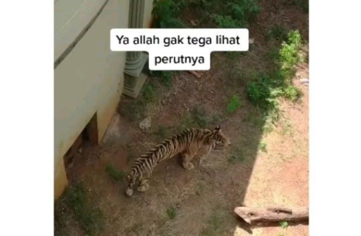 Viral Video Harimau Kurus di Lamongan, Pengelola: Kondisinya Sudah Tua