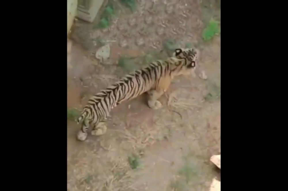 Viral Video Harimau Kurus di Lamongan, Pengelola: Kondisinya Sudah Tua