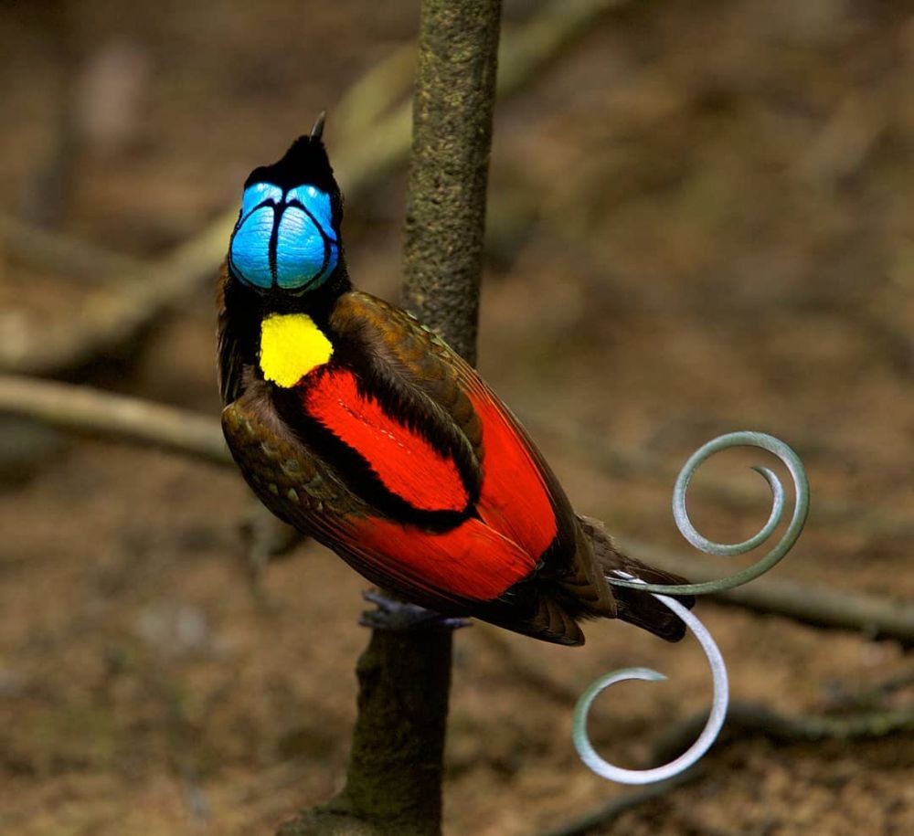 10 Burung dengan Bentuk Ekor Terbaik, Bikin Mata Terpana