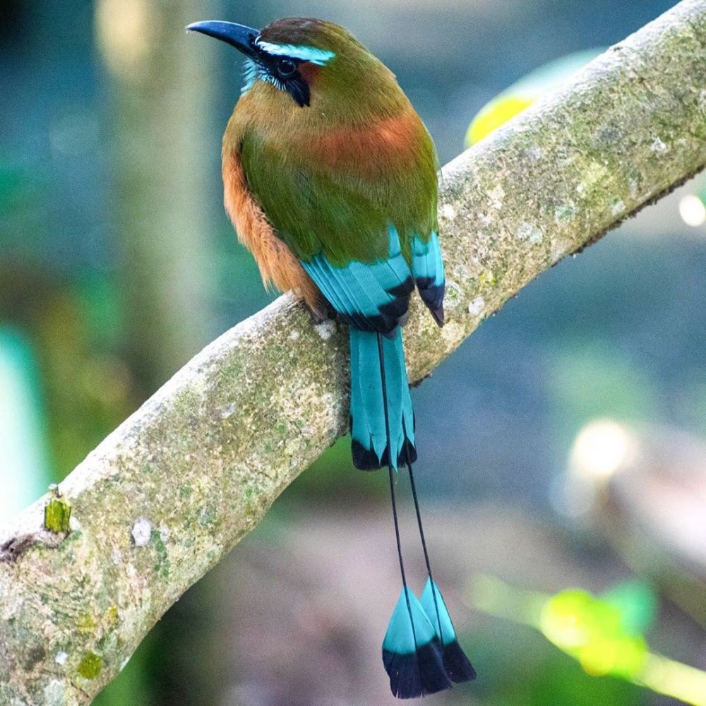 10 Burung Dengan Bentuk Ekor Terbaik Bikin Mata Terpana