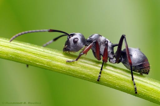 Fakta Unik Semut Tubuh Kecil Kuat