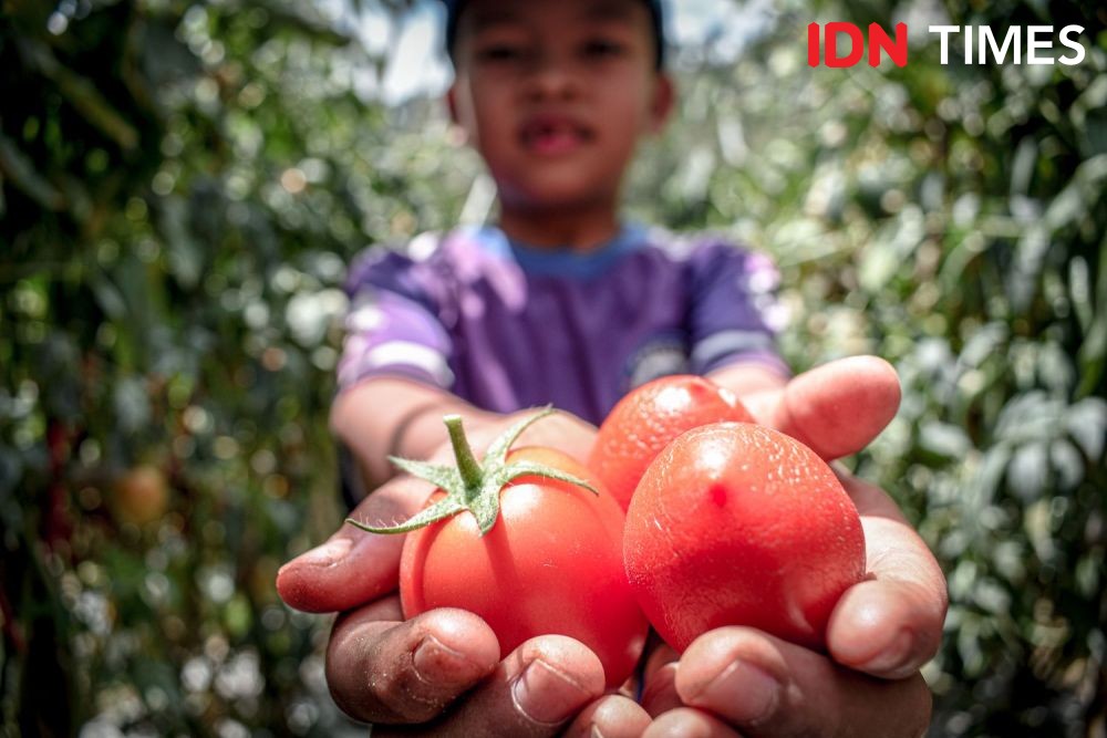 Protes Harga Anjlok, Petani Lembang Bagikan Tomat di Jalur Wisata
