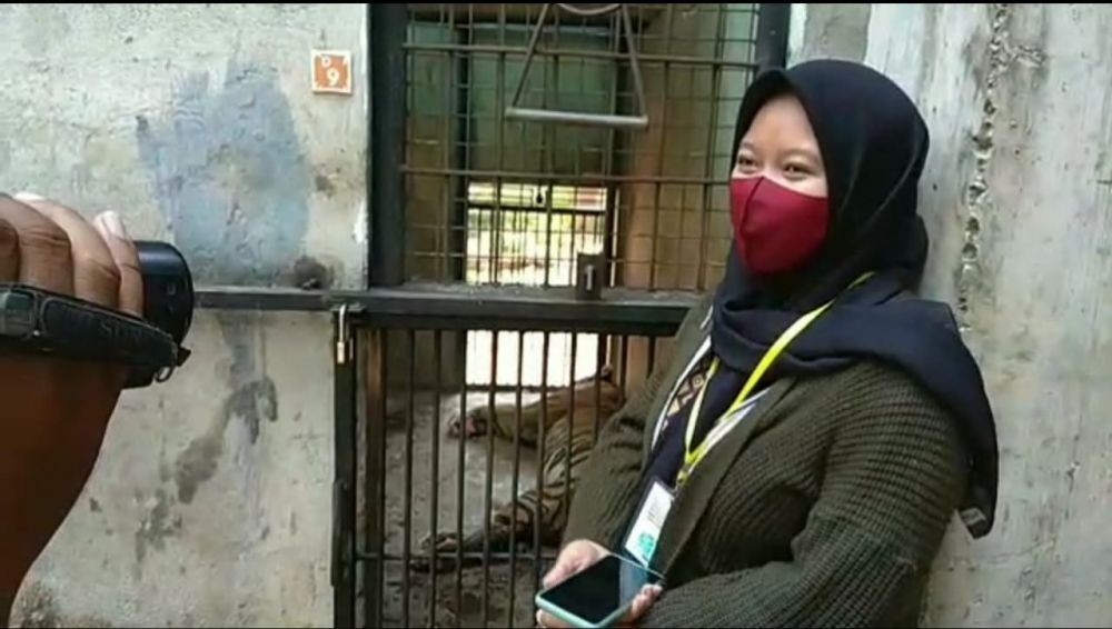 Pengunggah Video Harimau Kurus di Maharani Zoo Menyesal dan Minta Maaf