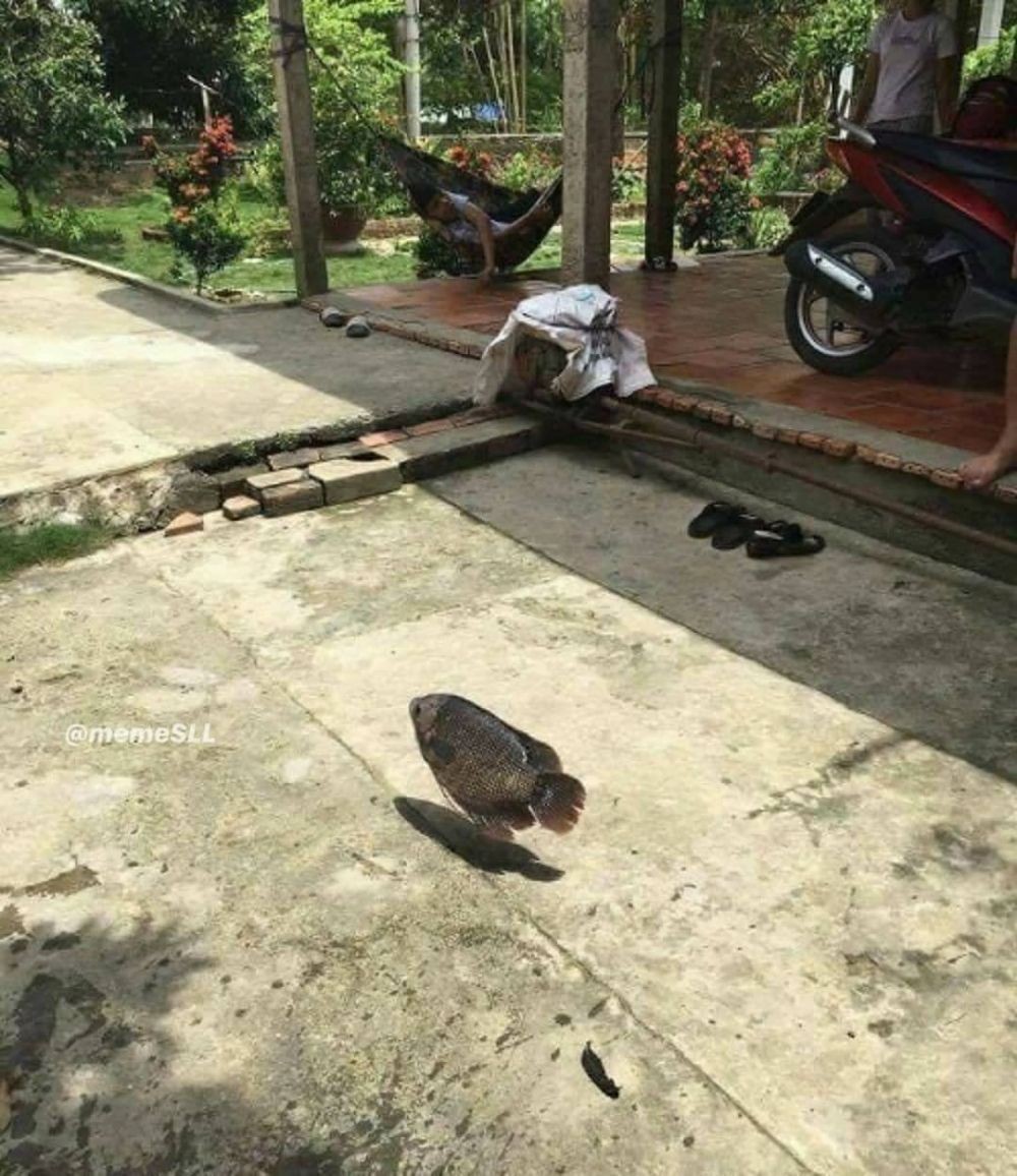 Ayo Tebak! Apa yang Aneh dan Bikin Ngakak Dari 10 Potret Ini?