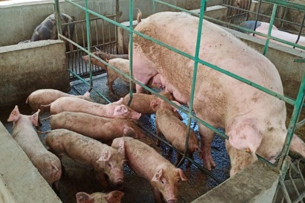 Dilema Peternak Babi di Tabanan, Ada Stok Tetapi Pembelinya Menurun