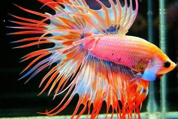 41+ Ikan Paling Cantik Di Dunia Gif - UNIK KO