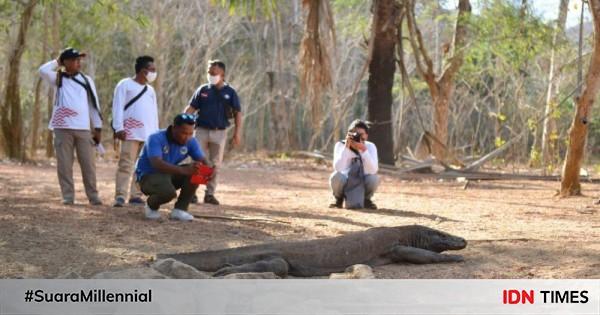 Proyek Jurassic Park Pulau Komodo Sudah Dapat Restu Unseco 9971