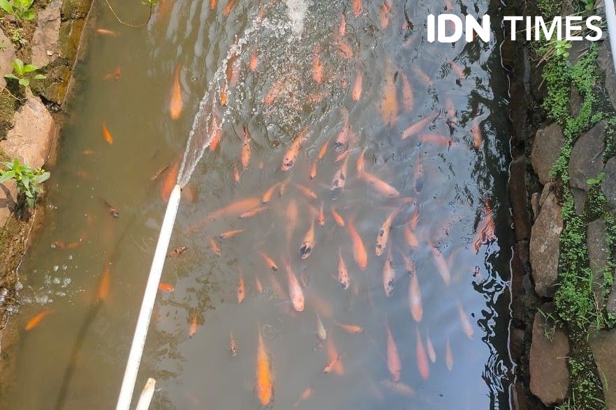 Produksi Ikan Sleman di Bawah Target Mahasiswa UNY Buat Sahabatambak  
