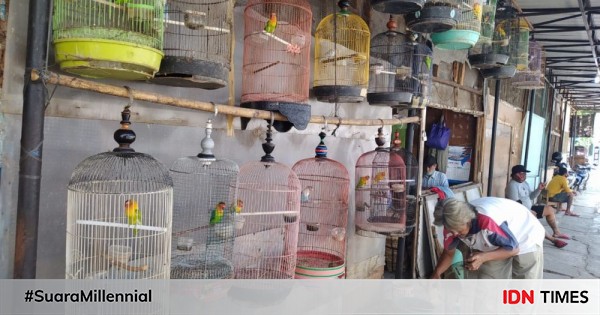 Dihantam Pandemik Pedagang Love Bird Di Semarang Kehilangan Omzet 50 Persen