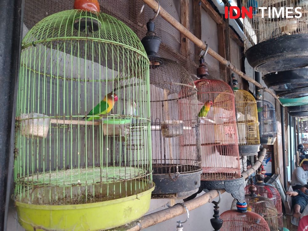 Dihantam Pandemik, Pedagang Love Bird di Semarang Kehilangan Omzet 50 Persen 