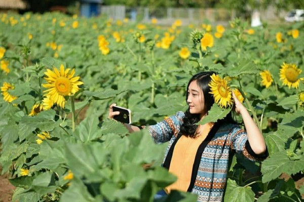 10 Kebun Bunga Matahari Di Indonesia Yang Memesona Dan Instagramable