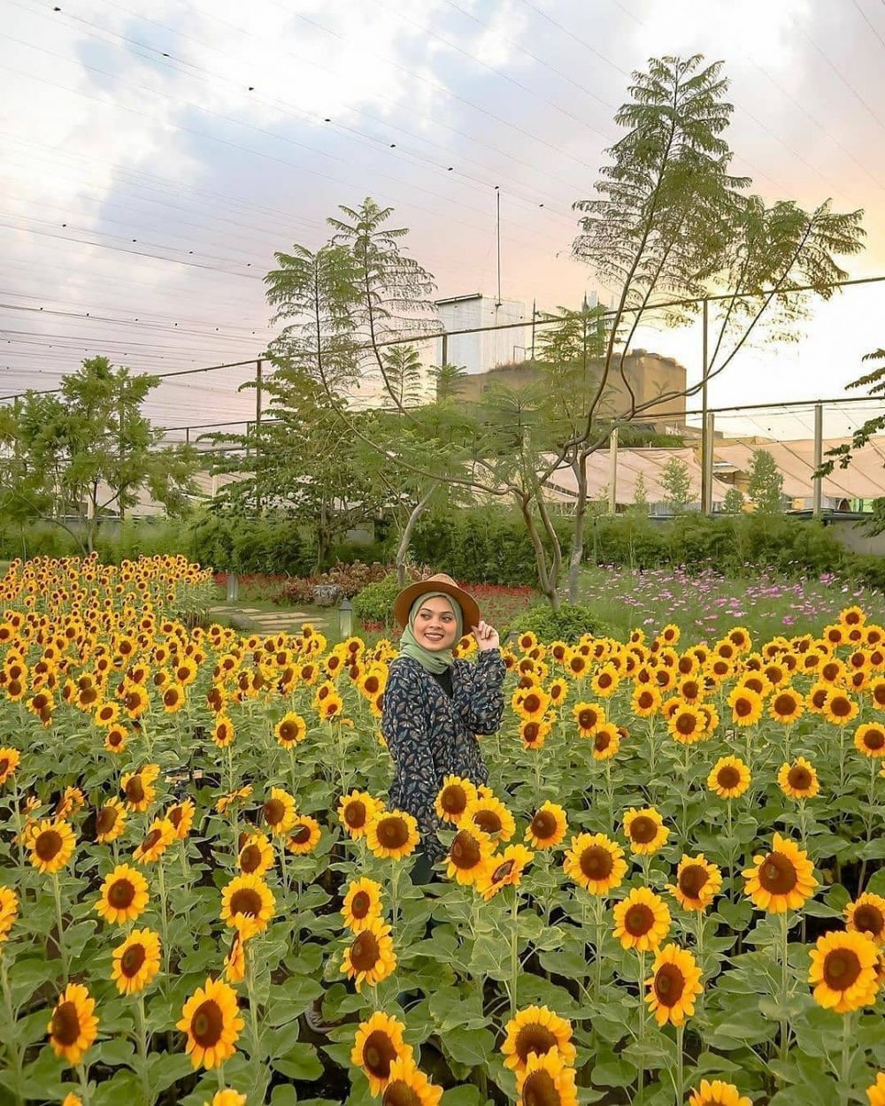 10 Kebun Bunga Matahari Di Indonesia Yang Memesona Dan Instagramable