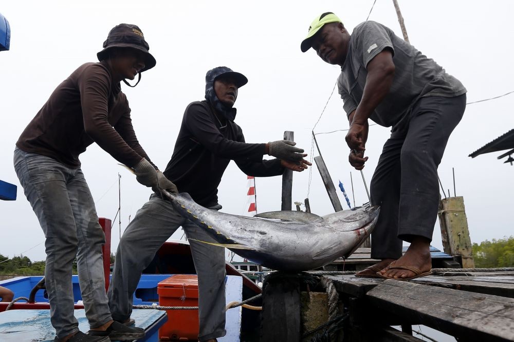 Aruna Ekspor 14 Ton Tuna Segar dari Sulawesi ke Amerika
