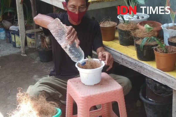 Olah Sabut Kelapa Jadi Media Hidroponik, Agus Raup Rp8 Juta Sebulan