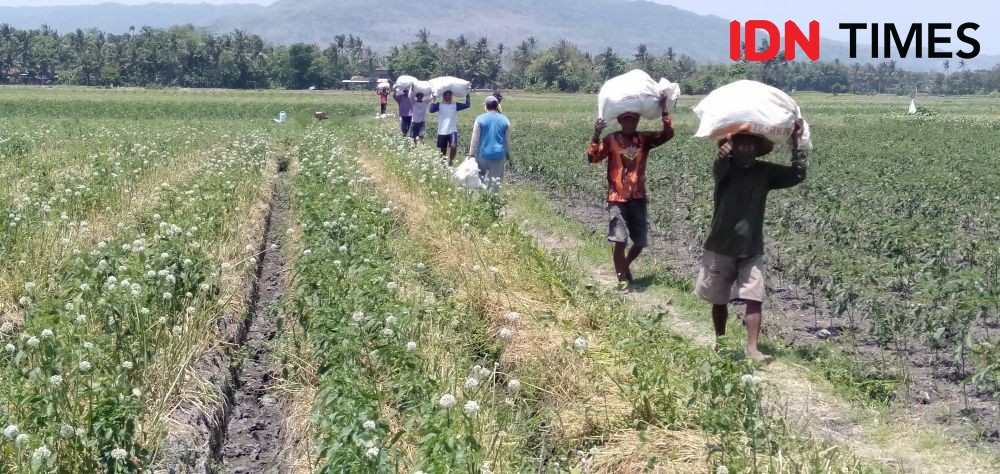 Merugikan Petani, Perdes Tanah Kas Desa Digugat Warga Srigading