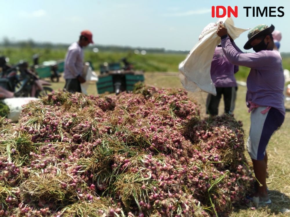 Harga Bawang Merah Anjlok di Bima, Petani Pasarkan ke Luar Daerah