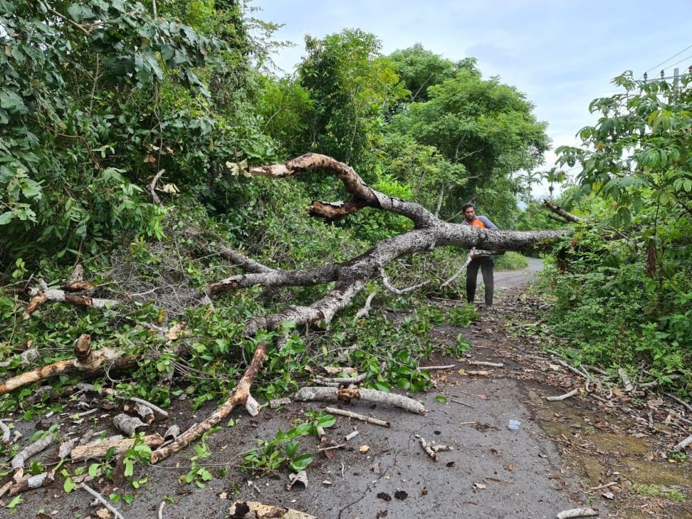 Pohon di Kawasan UGM Tumbang, 4 Pengendara Motor Jadi Korban    
