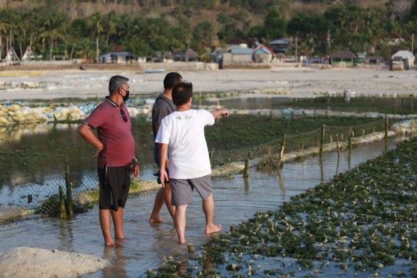 Pariwisata Lumpuh, Budi Daya Rumput Laut di Lembongan Bangkit Kembali